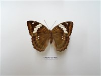 藏品(甲仙翠蛺蝶)的圖片